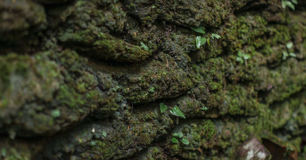 découvrez nos solutions efficaces pour les murs humides. prévenez les dommages, améliorez la qualité de l'air intérieur et restaurez le confort de votre maison avec nos conseils et produits experts. agissez maintenant pour un environnement sain.
