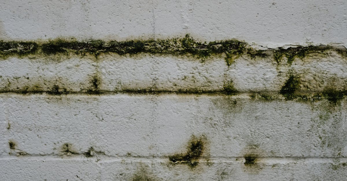 découvrez des solutions efficaces pour lutter contre les murs humides. protégez votre maison des dommages causés par l'humidité et améliorez votre confort intérieur grâce à nos conseils et techniques adaptées.