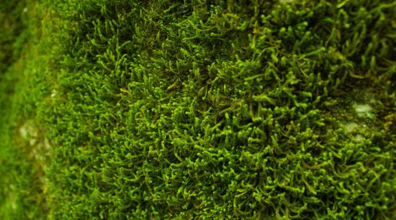 découvrez les meilleures solutions pour traiter les murs humides : causes, conseils d’experts et traitements efficaces pour protéger durablement votre habitation contre l’humidité.