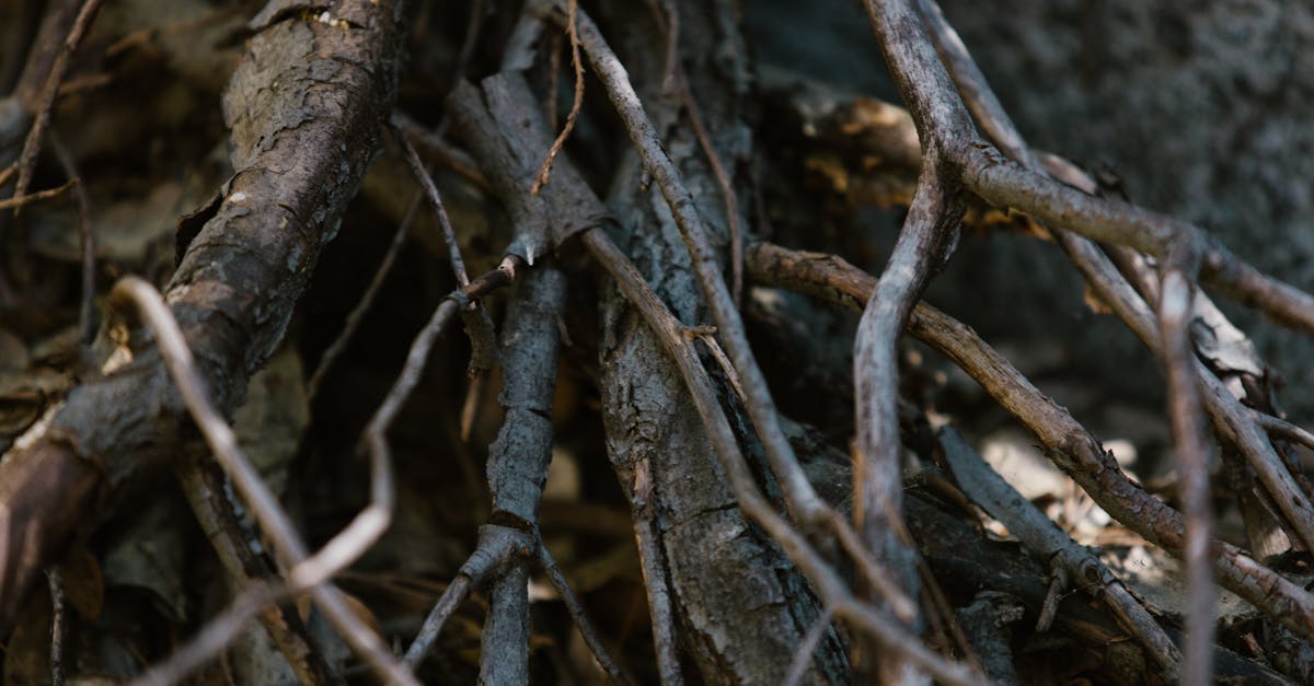 découvrez l'isolation en fibre de bois, une solution écologique et performante pour améliorer le confort thermique et acoustique de votre habitation. idéale pour les constructions neuves comme pour la rénovation.