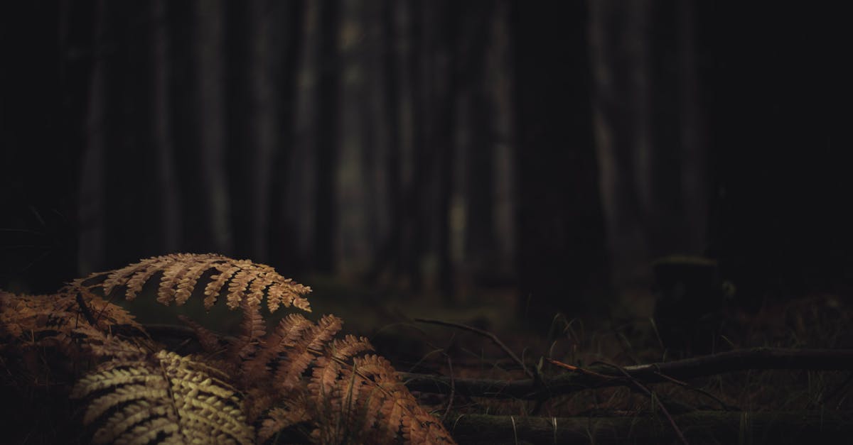 découvrez tout sur les deep foundations : techniques, avantages et applications pour des constructions solides et durables adaptées aux sols complexes.